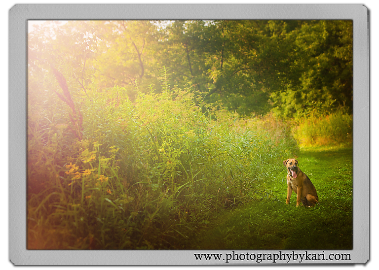 se-Minnesota-Dog-Portrait-Photographer2