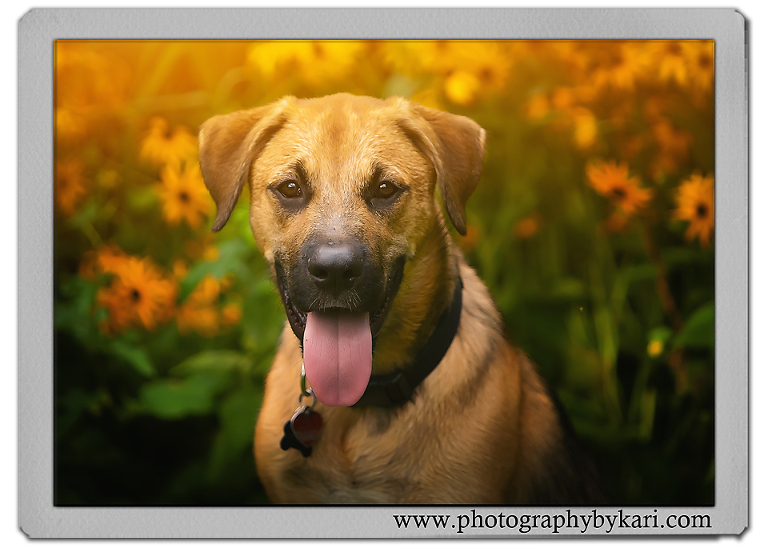 se-Minnesota-Dog-Portrait-Photographer4