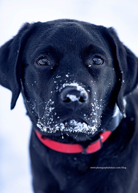 Black Lab dog with snow on his nose