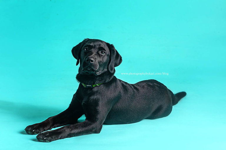 english lab laying down on blue backdrop