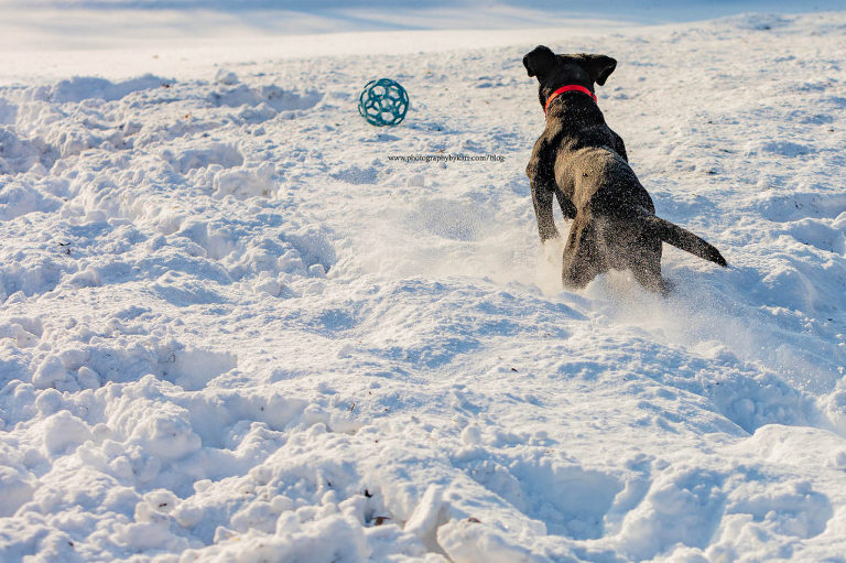 English Black Labrador puppy running to ball in snow