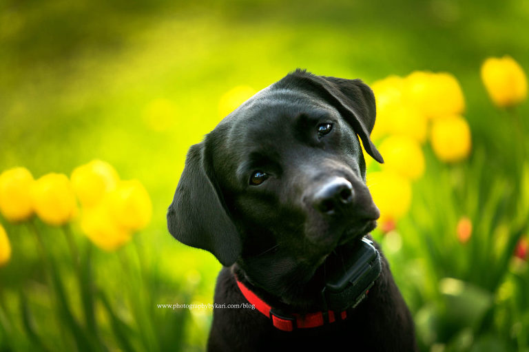 Black english lab with red collar and yellow tulips behind