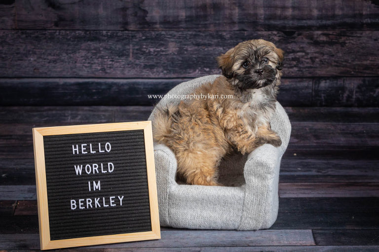 puppy portrait announcement taken by Kari McGill