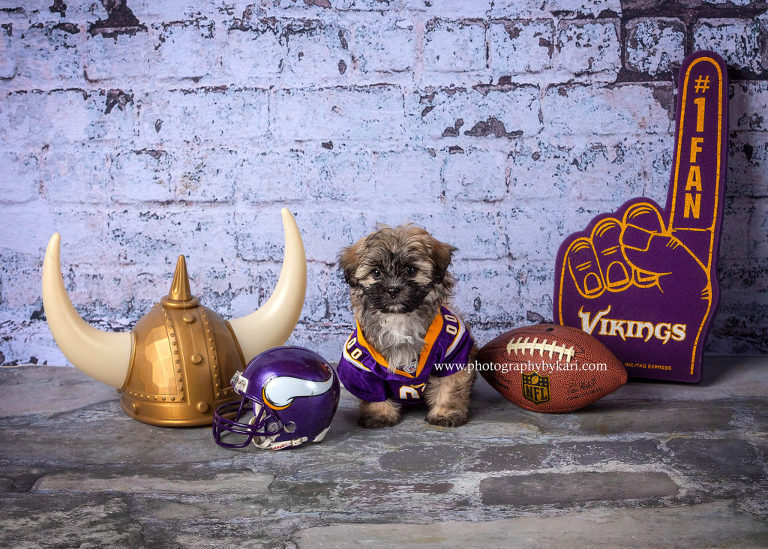 puppy with Minnesota vikings gear