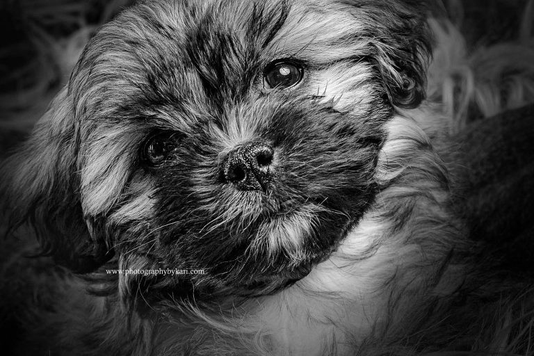 se mn puppy portrait