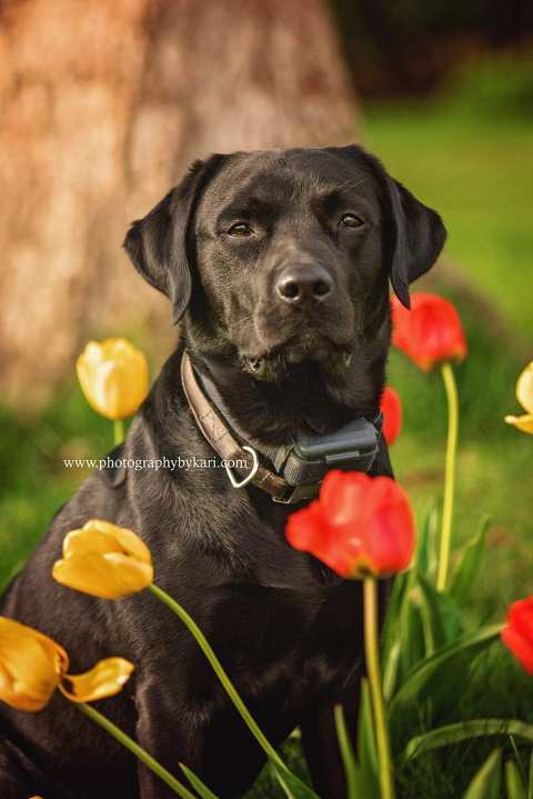 dog portrait photographed with tulips in souteast MN