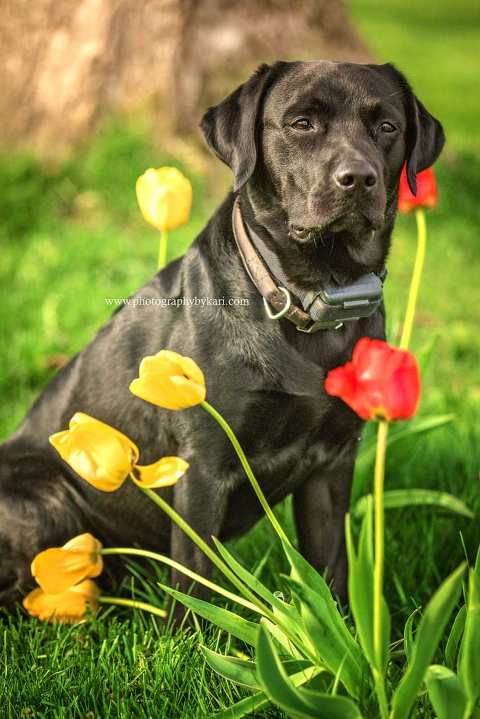dog portrait in souteast mn tulips