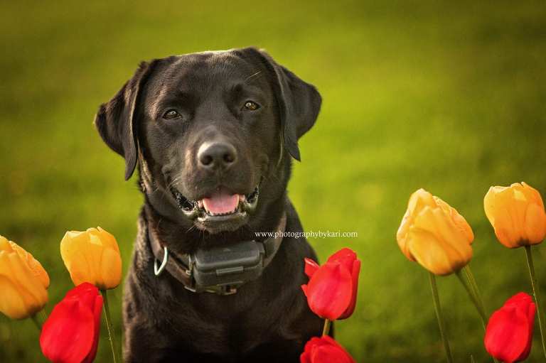 black labrador dog portrait with MN tulips