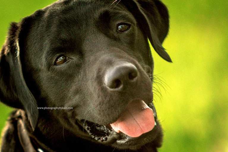 black labrador dog portrait photographed by photography by Kari