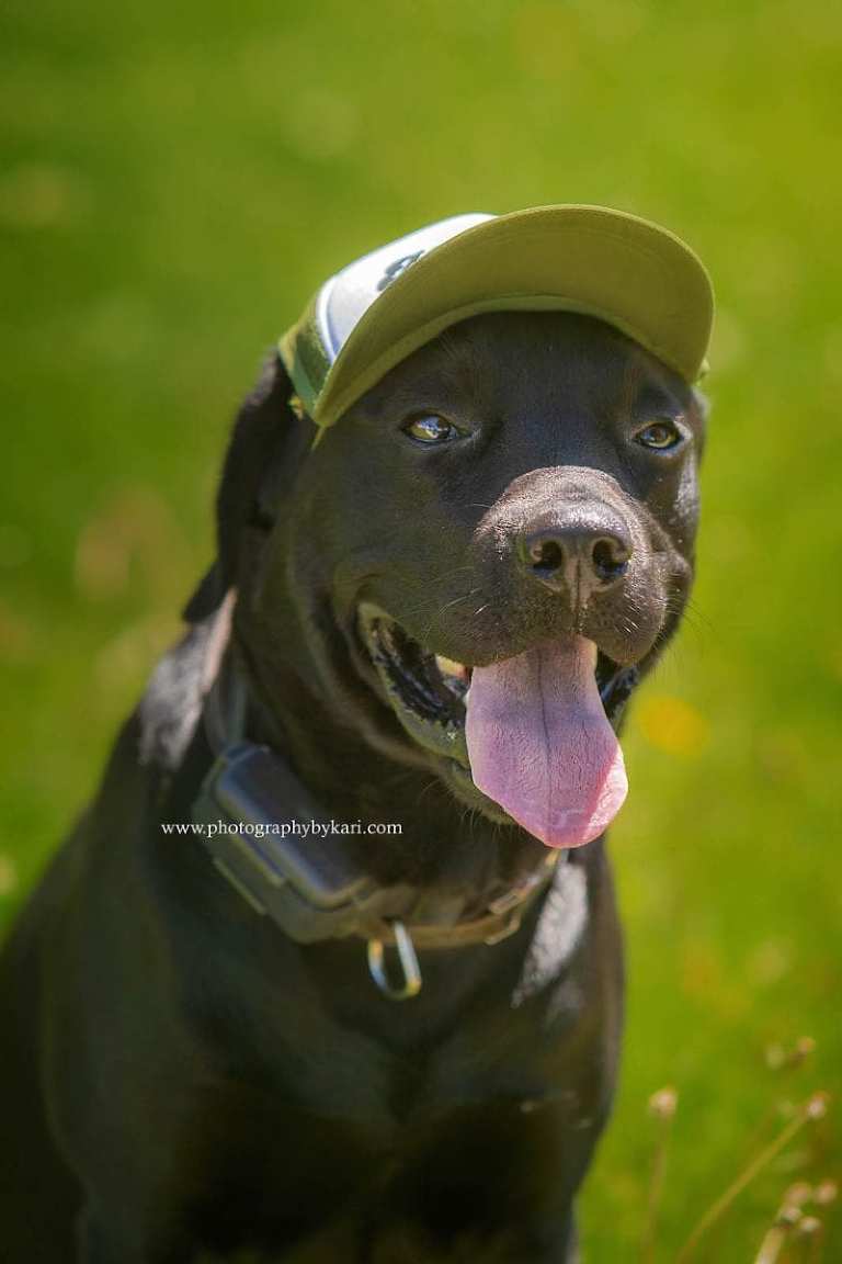 black lab dog portrait in spring valley mn