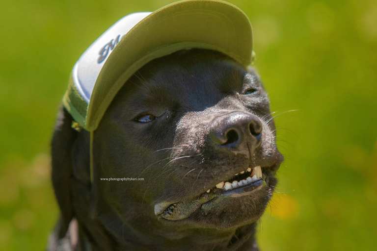 Spring Valley MN labrador retriever with puplid on