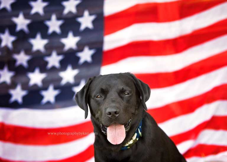 Black lab in front of american flag