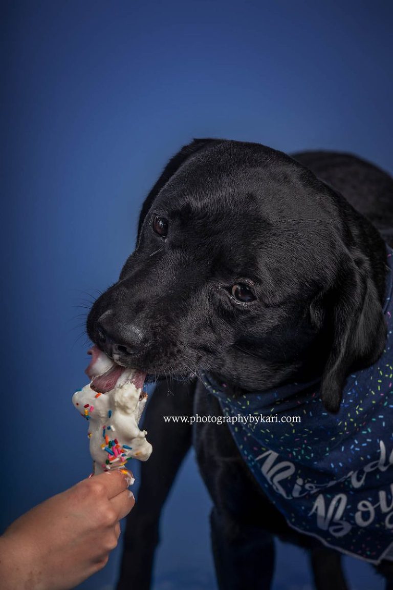 MN Lab Dog Birthday portraits