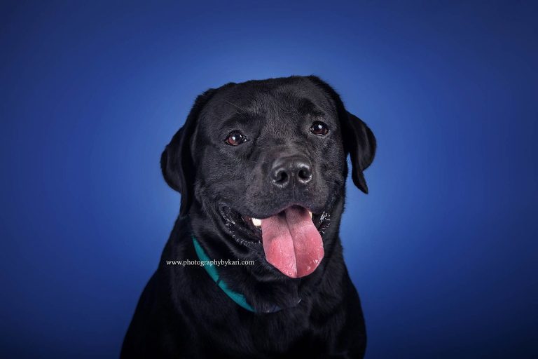 Black labrador dog portrait