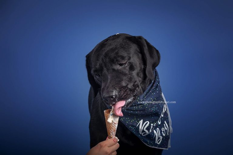 MN Lab Dog Birthday portraits