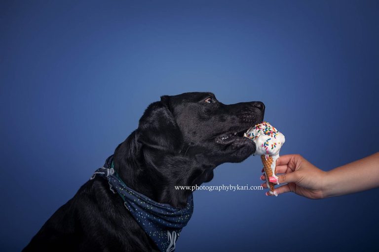 MN Lab Dog Birthday portraits