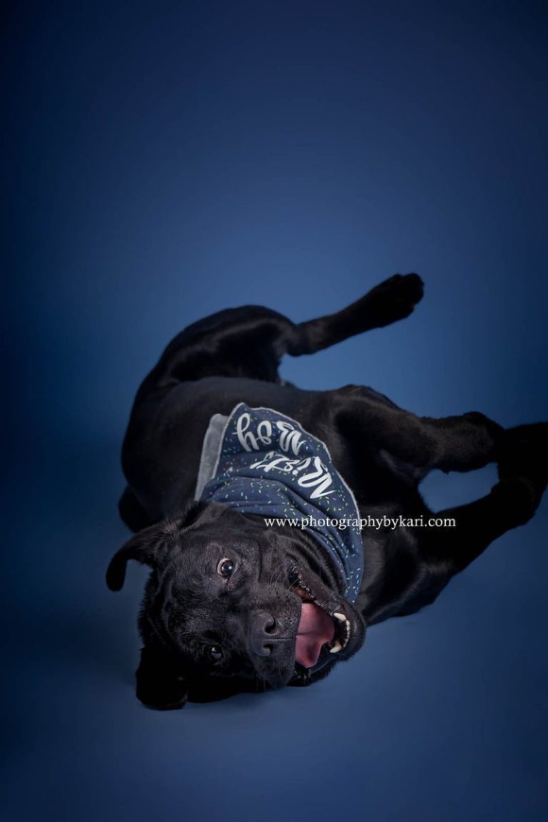 SE MN black labrador dog photographer