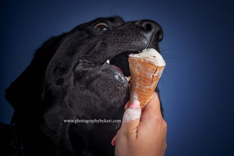 MN Lab Dog Birthday portraits
