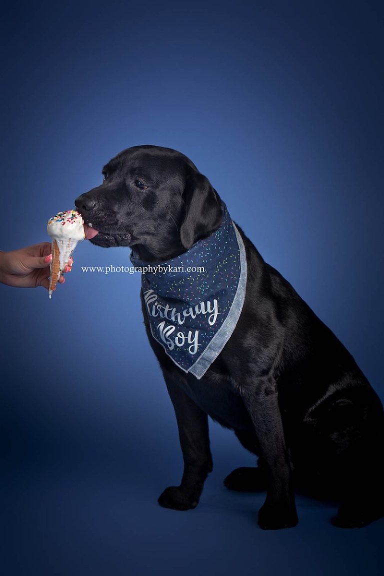 MN Lab Dog Birthday portraits