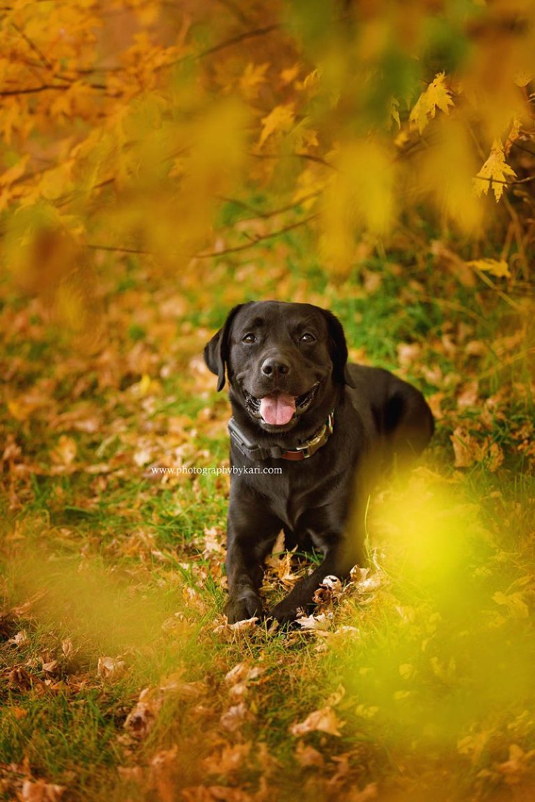 Minnesota Black Labrador dog portrait