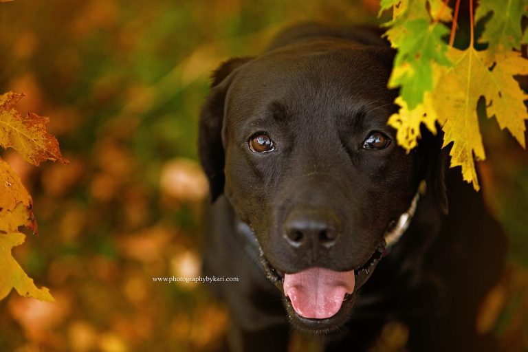 Black Labrador dog portrait peeking throug the fall leaves