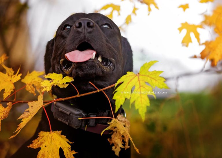Black Labrador dog portrait