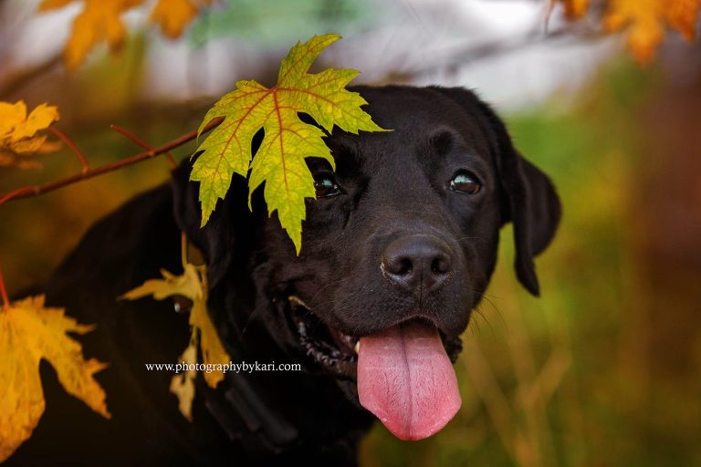 SE MN Black Labrador dog portrait