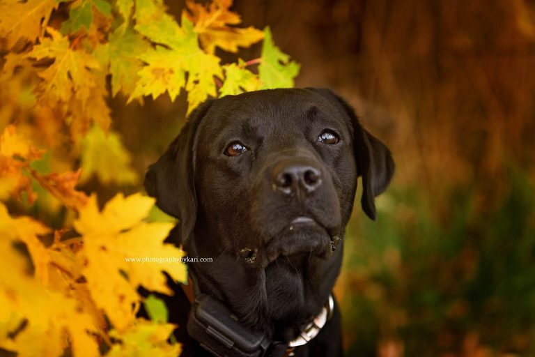 SE MN Black Labrador dog portrait