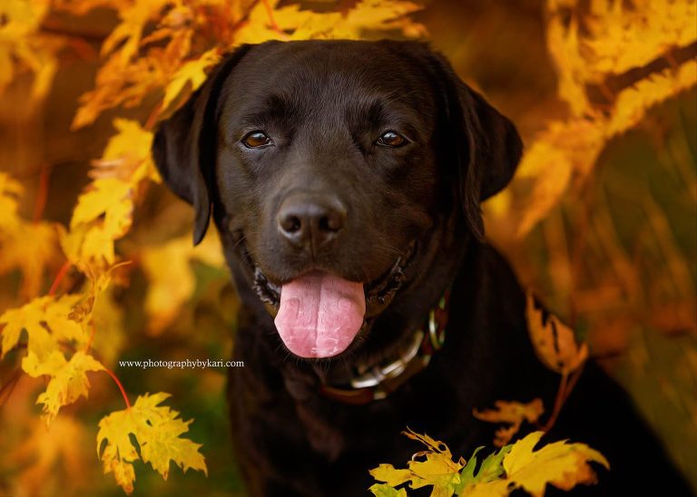Black Labrador dog portrait peeking through leaves
