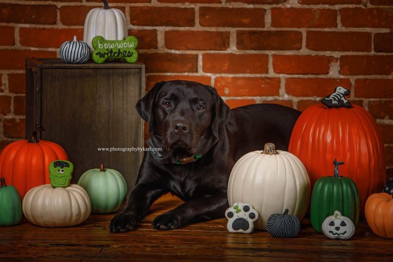 mn dog portrait photographer with pumpkins and wufers treats