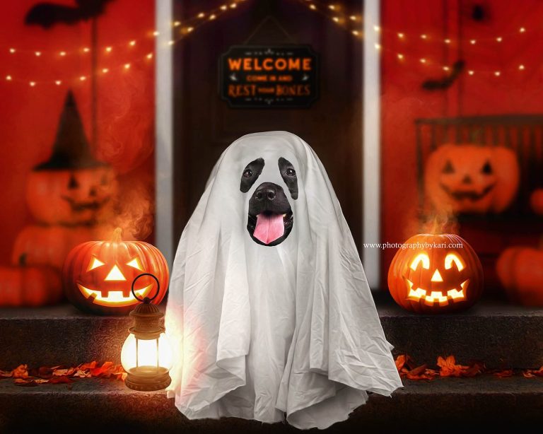 MN halloween photographer dog dressed as a ghost