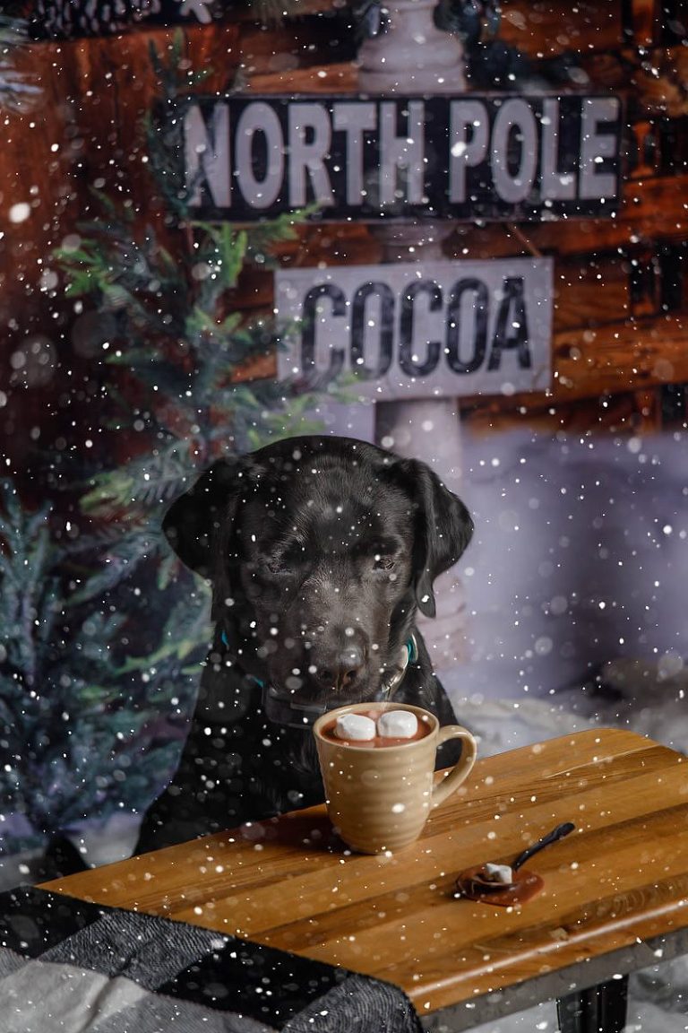 SE MN Christmas Dog Photo with hot cocoa