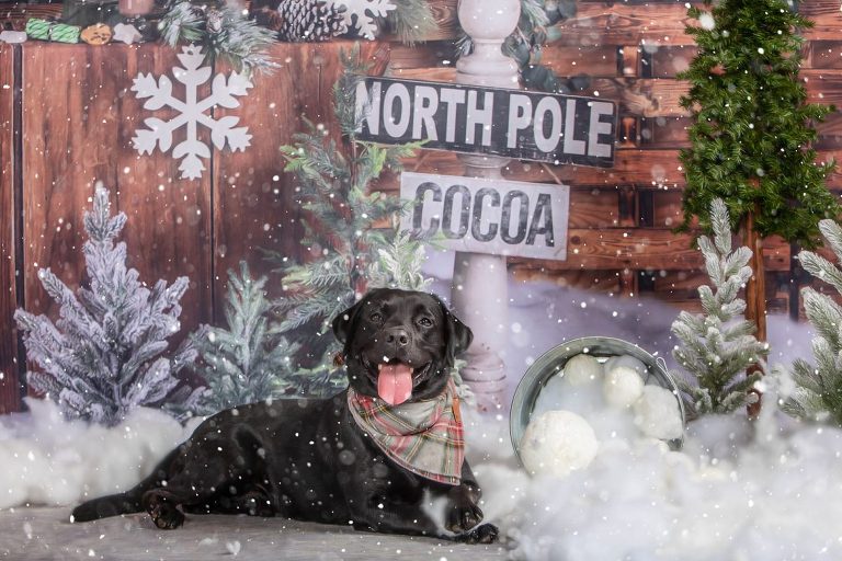 SE MN Christmas Dog Photo with snowballs