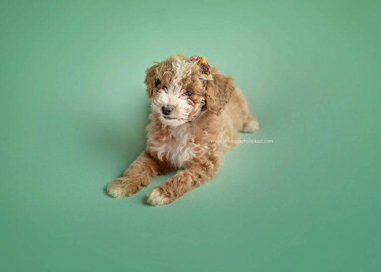 MN Puppy Portrait of Mini Golden Doodle