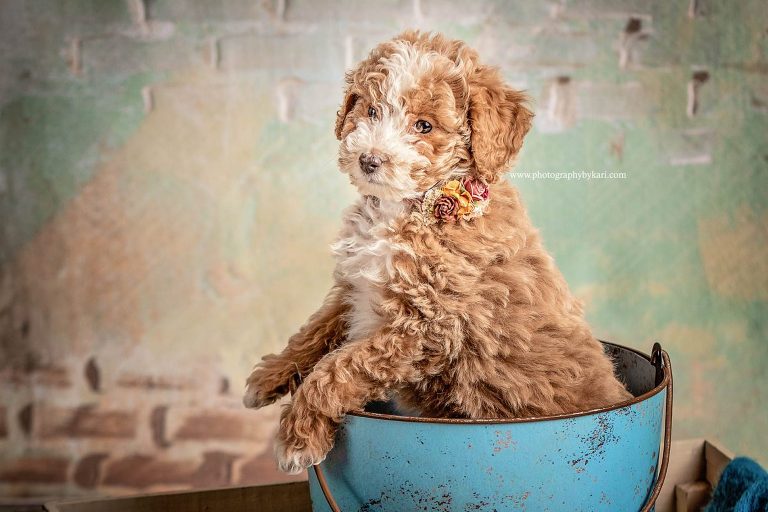 Mini Goldendoodle portrait of puppy popping out of bucket