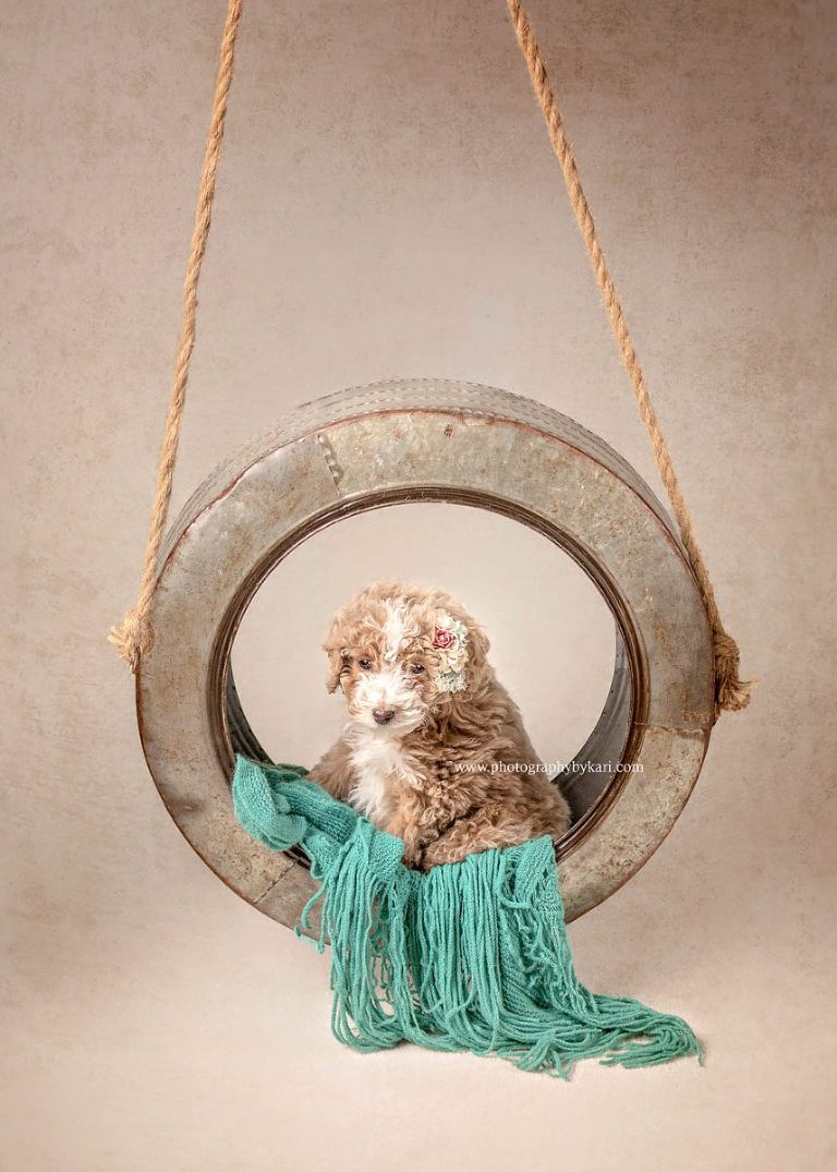 MN Puppy Portrait in a tire swing taken Photography by Kari Studio