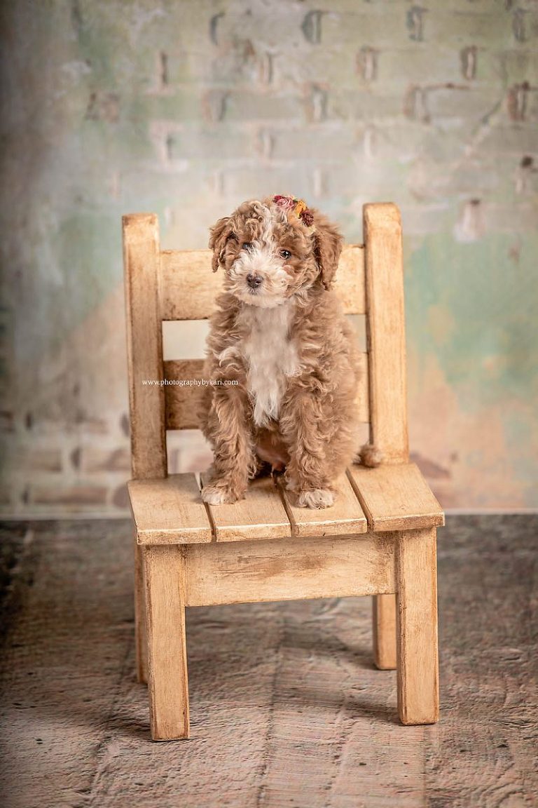 MN Puppy Portrait sitting on a chair
