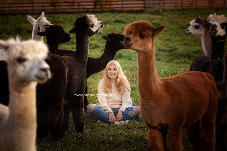 Senior Grad Photos with alpacas