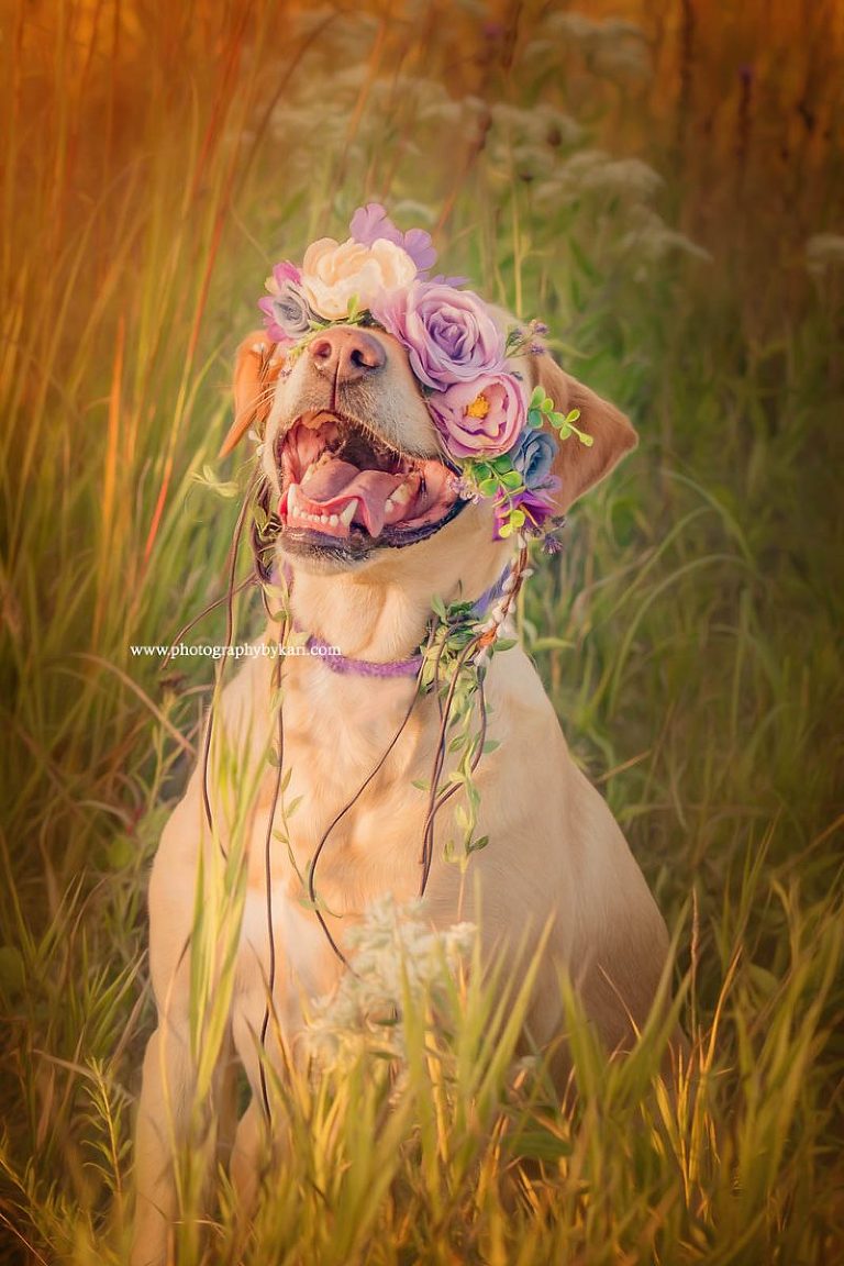MN Dog Portrait Photographer of yellow lab in field with flowers on head