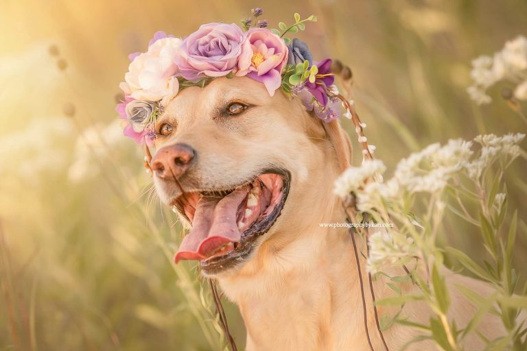 MN Dog Portrait of yellow lab in field with flower crown on  head