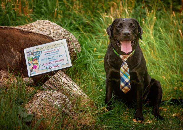 Black lab with a tie on by best of the best photographer award from the Fillmore County Journal