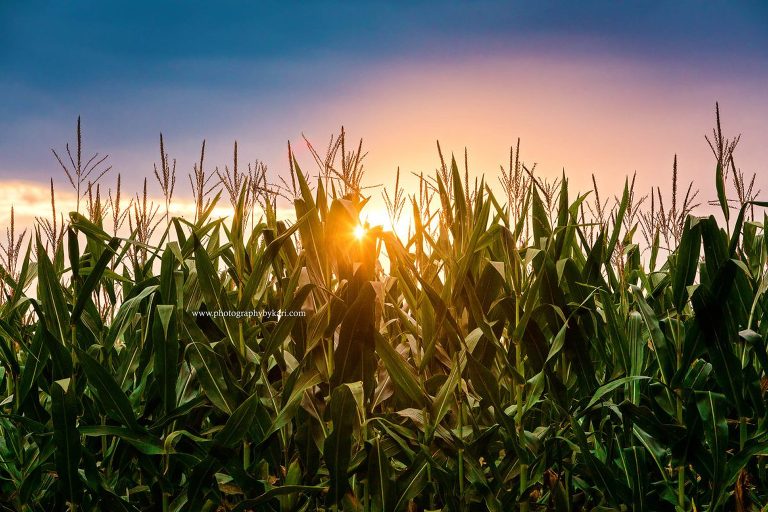  National Farmer’s Day corn field at sunset