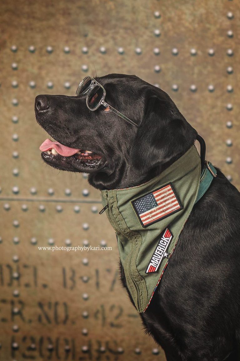 Halloween top gun dog portrait
