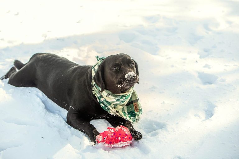 black lab portrait in snow taken by Photography by Kari