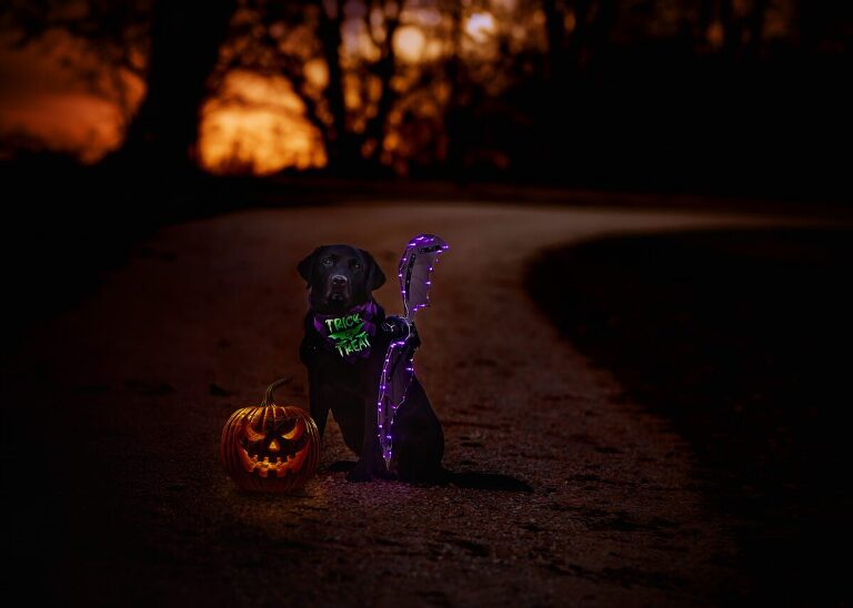 black lab dog on dark road dressed  for halloween as a bat with wings that are lit up purple and sitting next to a jack o' lantern with a sunset behind taken by Photography by Kari

