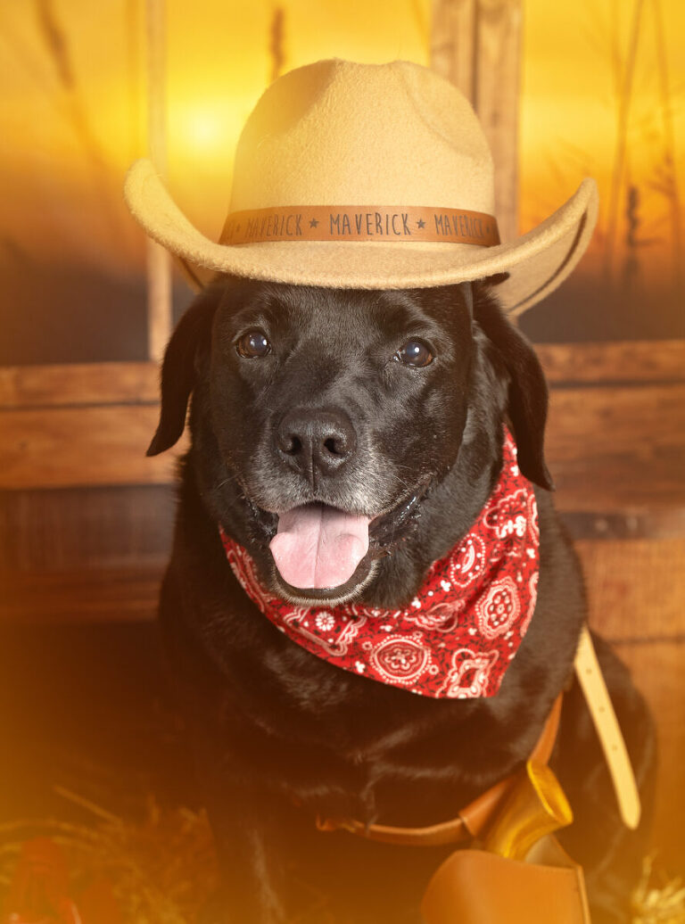 dog in cowboy hat birthday shoot