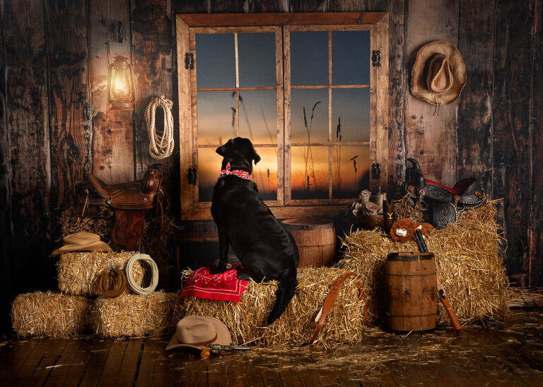 country western dog photo shoot