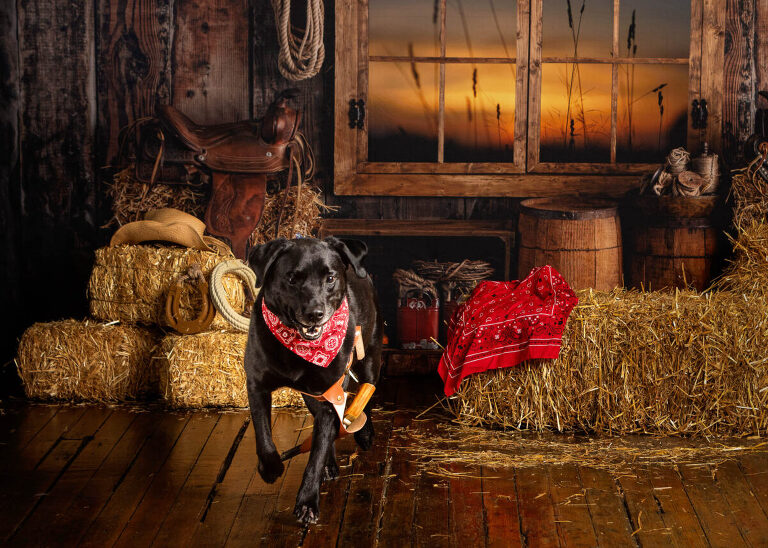 Maverick the black lab birthday portraits